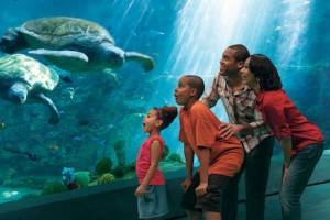 Explore the Ocean's Wonders - SeaWorld San Diego Vacation