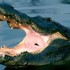 Gatorland